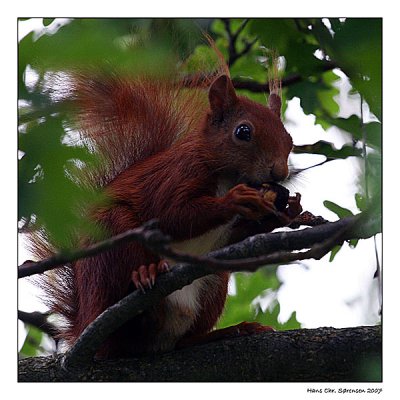 Visitor in the garden.