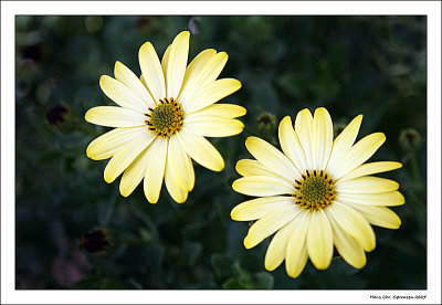 Osteospermum