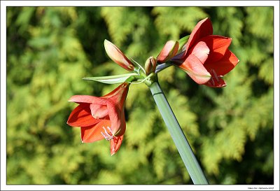 Amaryllis