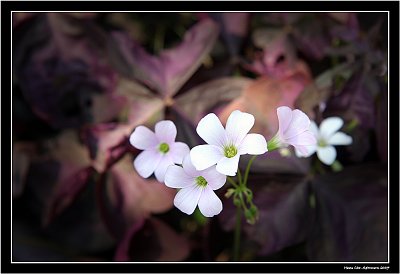 Pink flower