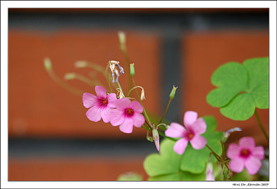 Pink flowers