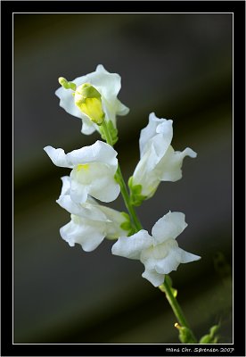 White flower