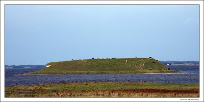 Cows on the island