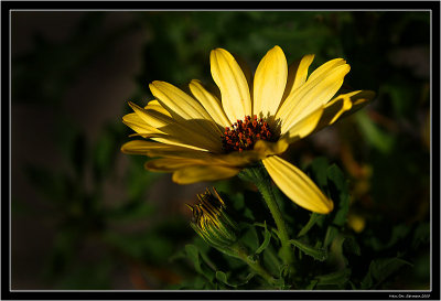 Osteospermum