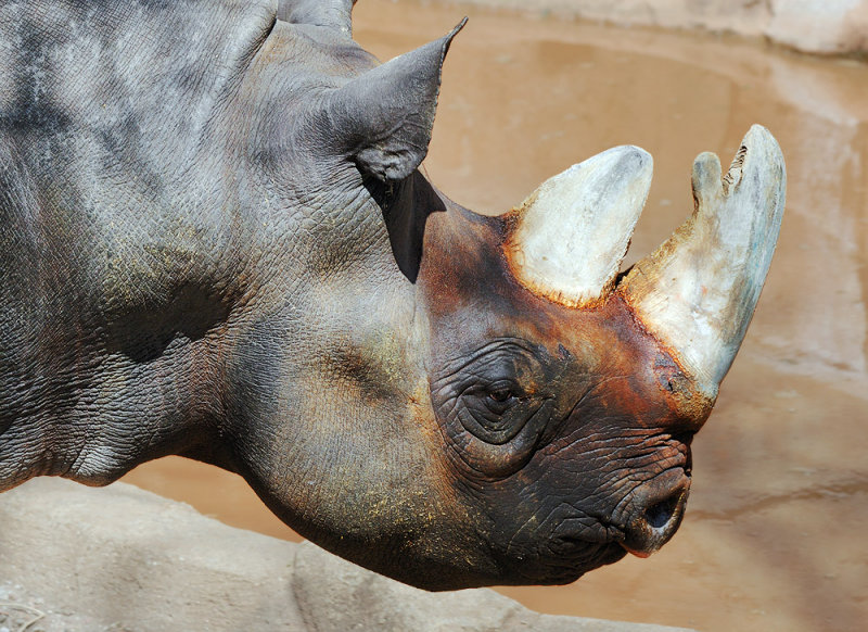Ugly Rhino