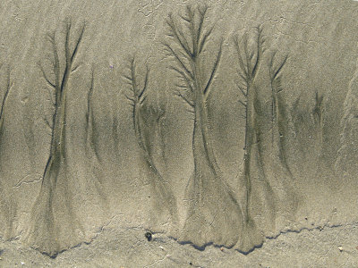 More Sand Trees