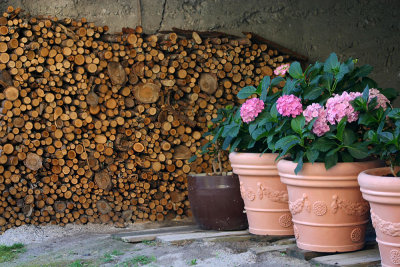 Trentino wood