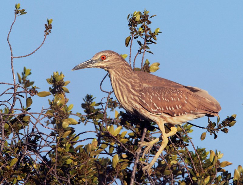 Black-crowned Night-Heron, first winter