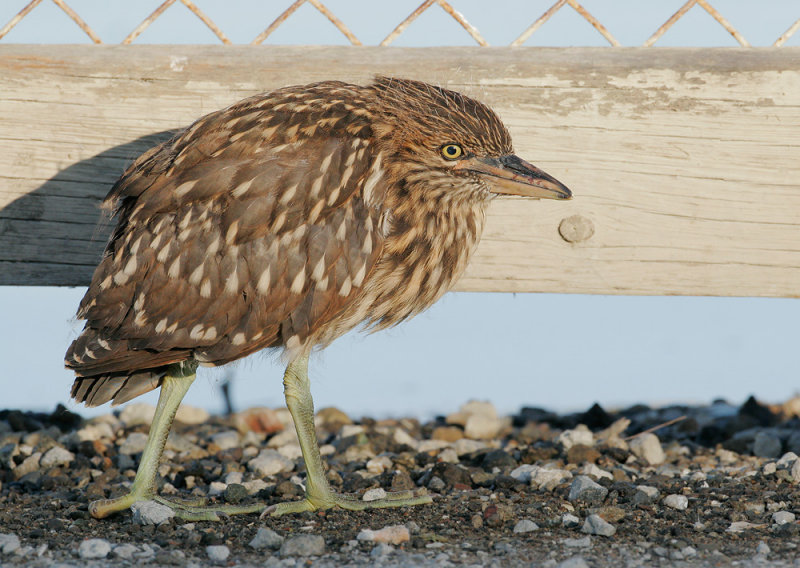 Black-crowned Night-Heron, juvenile