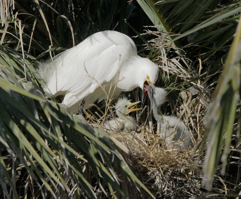 Snowy Egrets, adult feeding nestlings