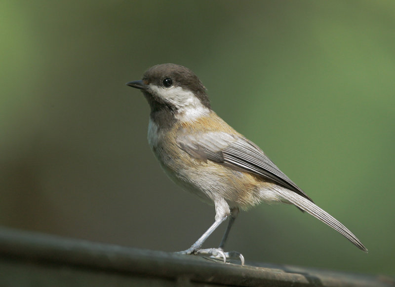Chestnut-backed Chickadee