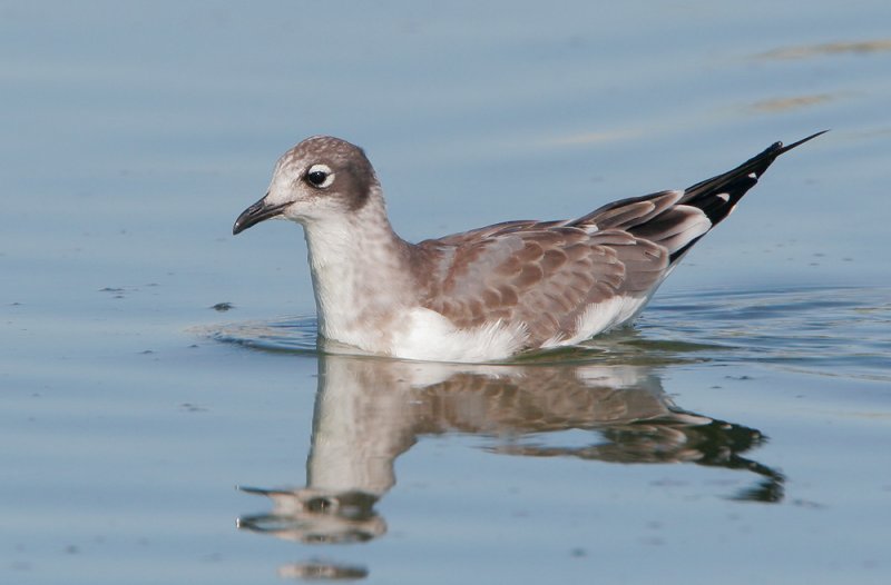 Franklins Gull, juvenile