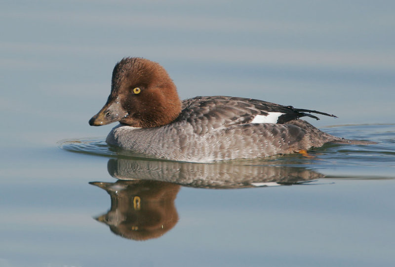 Common Goldeneye, first-cycle female