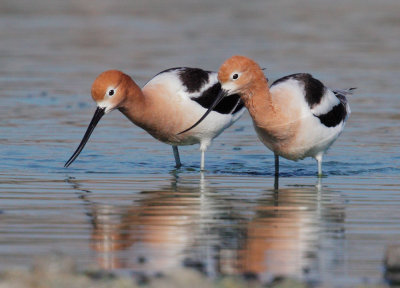 American Avocets, courting pair