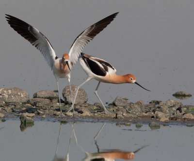 American Avocets, courting pair