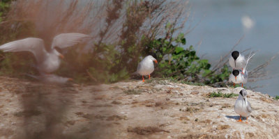 Forster's Terns, three pairs mating simultaneously