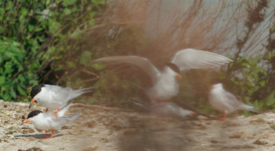 Forster's Terns, three pairs mating simultaneously