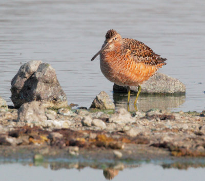 Long-billed Dowitcher, breeding plumage.