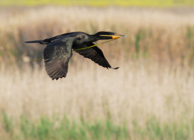 Double-crested Cormorant, carrying nesting material