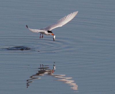 Forster's Tern, taking off with fish 3