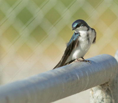 Tree Swallow