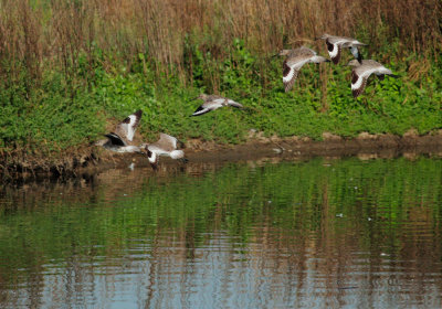 Willets, flying