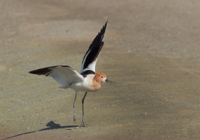 American Avocet, female