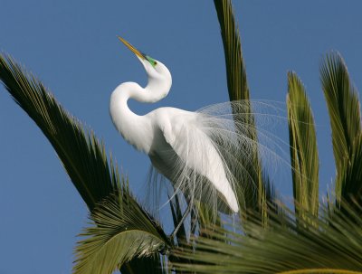 Egrets