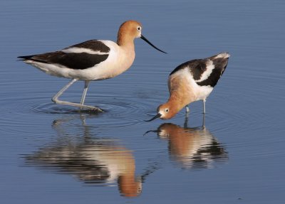 American Avocets, displaying pair