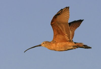 Long-billed Curlew, adult