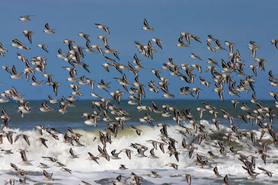 Birds -- Monterey Bay, February 2005