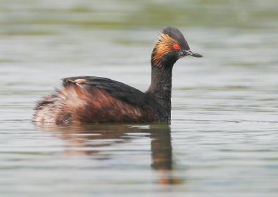 Eared Grebe, breeding plumage