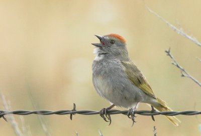 Green-tailed Towhee, singing male