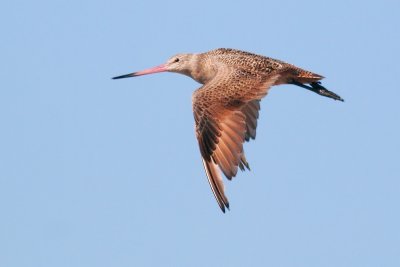 Marbled Godwit, flying