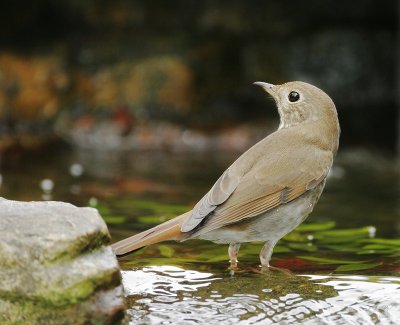 Hermit Thrush