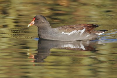 Common Gallinule