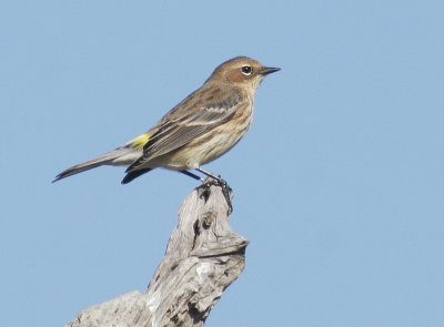 Yellow-rumped Warbler, Myrtle