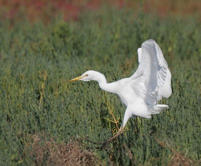 Cattle Egret