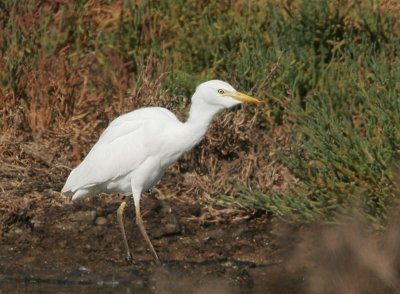 Cattle Egret