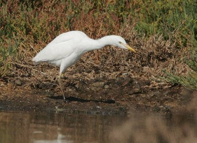 Cattle Egret