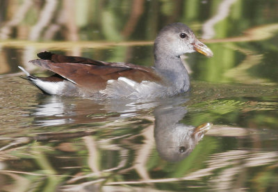 Common Gallinule, juvenile