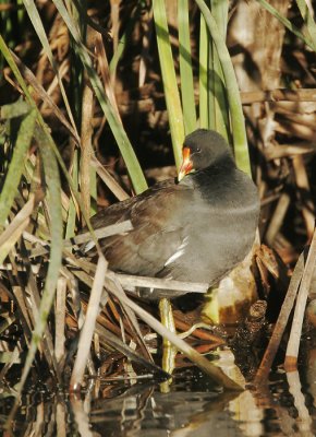 Common Gallinule