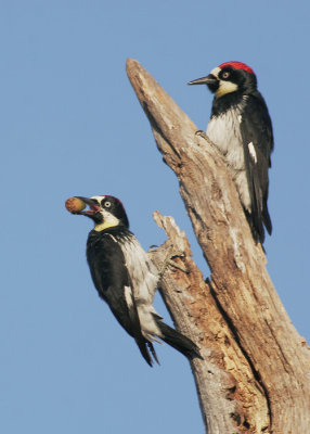 Acorn Woodpeckers, males