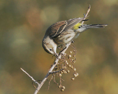 Yellow-rumped Warbler, Myrtle