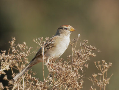 White-crowned Sparrow, first winter