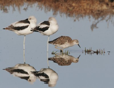 Ruff, adult male(?), with Avocets