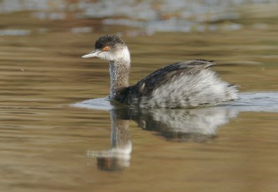 Eared Grebe, first winter