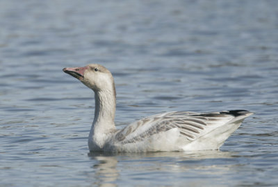 Snow Goose, juvenile