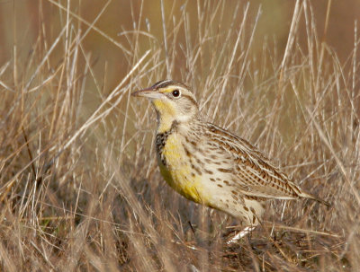 Western Meadowlark