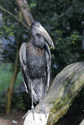 African Openbill